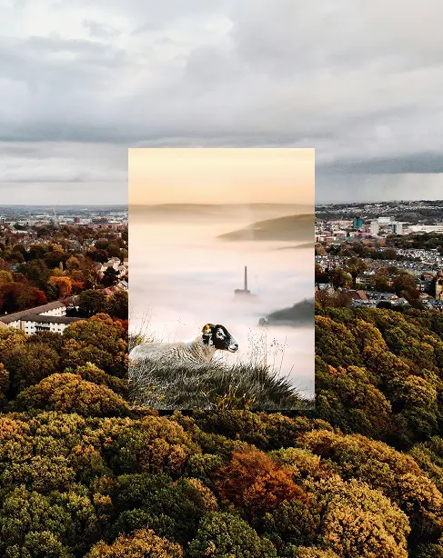 A sheep looks overSheffield city